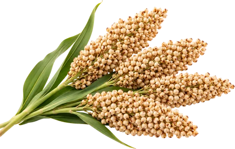 Sorghum